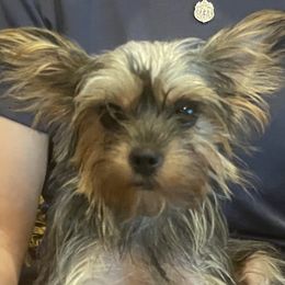 Alisha - Yorkshire Terrier