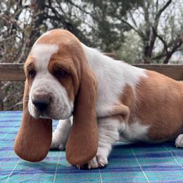 Scarlet - Red and white female Basset Hound puppy in Scottsbluff, Nebraska from On My Way 2U Acres