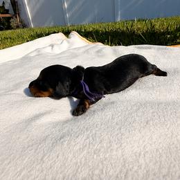 Girl 1 - Black and tan female Dachshund puppy in Jacksonville, Florida from Rebecca Edwards