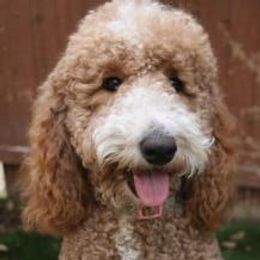 Aspen - Goldendoodle