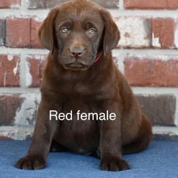 Red Female - Chocolate female Labrador Retriever puppy in Mississippi from Sure Shot English Labs