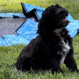 Portuguese Water Dog Puppies from Yellowstone Porties