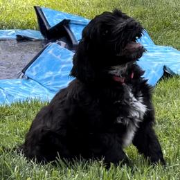 Portuguese Water Dog Puppies from Yellowstone Porties