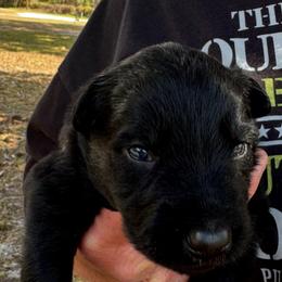 Blue collar girl - Black female German Shepherd puppy in Lake City, Florida from Saylor Shepherds