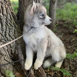 Pomsky and Siberian Husky Puppies from A-Dream Pomsky Kennel