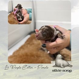 Silkie Song - Lt. Purple Collar - Merle female Goldendoodle puppy in Garland, Texas from Twilight Doodles