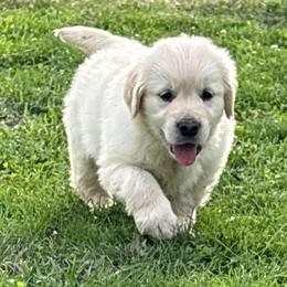 Arnie - Light golden male Golden Retriever puppy in Grant County, Indiana from On The Sunny Side Pavey Farms