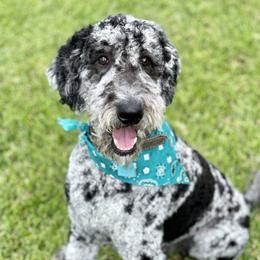 Clarence  - Goldendoodle