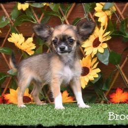 Brooks - Black sabled fawn male Chihuahua puppy in Demorest, Georgia from Sourpatch Chihuahuas