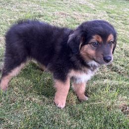 Frankie - Red tri male Miniature Australian Shepherd puppy in Hilo, Hawaii from Akamai Miniature Australian Shepherds