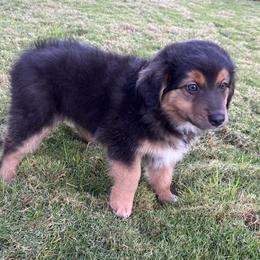 Frankie - Red tri male Miniature Australian Shepherd puppy in Hilo, Hawaii from Akamai Miniature Australian Shepherds