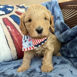 Lewis aka Yellow Collar - Apricot male Goldendoodle puppy in Portland, Tennessee from Happy_Tails_by_TJ
