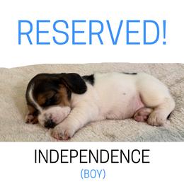 Independence - Black brown and white male Basset Hound puppy in San Tan Valley, Arizona from Liberty Bassets