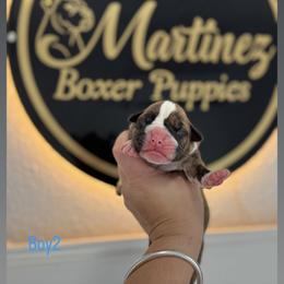 Boy2 - Brindle male Boxer puppy in Orlando, Florida from Martinez AKC Boxers of Central Florida