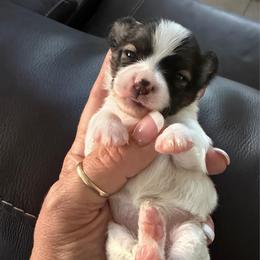 Devine Order - Selah - Sable female Papillon puppy in Surprise, Arizona from Papillons in Arizona