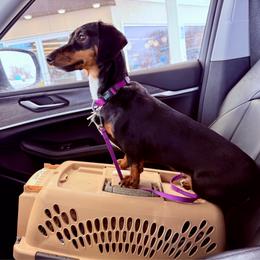 Dachshund puppies from Michiana Dachshunds