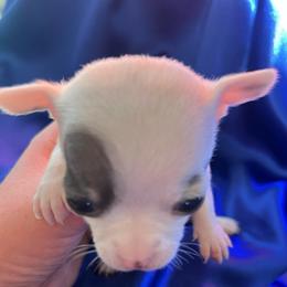 Dasher - White male Chihuahua puppy in Framingham, Massachusetts from Boston Chi Chis