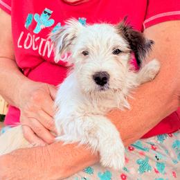 Moss - White and tan male Russell Terrier puppy in Portland, Oregon from Mountain Ash Farms