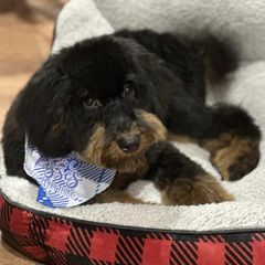 Bordoodle and Poodle All Grown Up from Poo's Doo's & Inu's