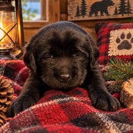 Thelma's Girl 2 - Black female Labrador Retriever puppy in Davenport, New York from New England Premier English Labradors