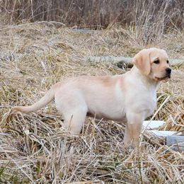 Labrador Retriever Puppies from Bringan Labrador Retrievers