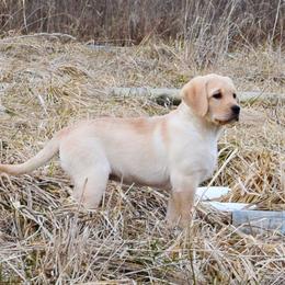 Labrador Retriever Puppies from Bringan Labrador Retrievers