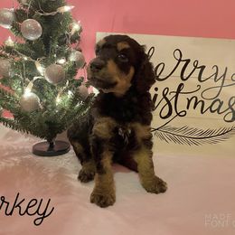 Poodle Puppies from Cosmic Caliber Standard Poodles