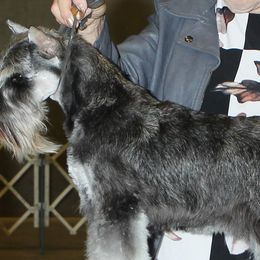 Miniature Schnauzers and Schipperkes from Dream Mtn Kennel