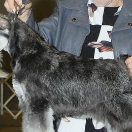 Miniature Schnauzers and Schipperkes from Dream Mtn Kennel