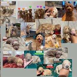 7th pick Available ONLY Apply if you have read the Description - Apricot male Goldendoodle puppy in Brooklyn, New York from Lyon and Luna Goldendoodles Bernedoodles