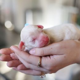 Jasper - male Australian Mountain Doodle puppy in Redding, California from Farmstead Doodles