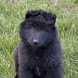 Blue - Black male Belgian Sheepdog puppy in Franklin, West Virginia from Wildmour K9