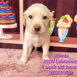 Girl 1 - Yellow Labrador Retriever puppy in Rogue River, Oregon from PNW Labradors