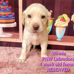 Girl 1 - Yellow Labrador Retriever puppy in Rogue River, Oregon from PNW Labradors