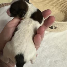 Girl 4 - Black brown and white female Papillon puppy in Middleville, Michigan from Cheryl's Papillons