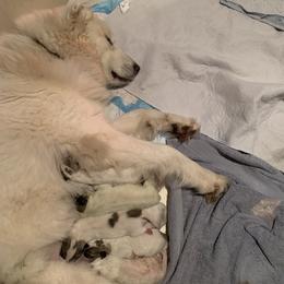 Great Pyrenees Puppies from Yelah Pyrenees