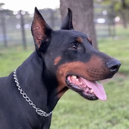 Cash - Doberman Pinscher