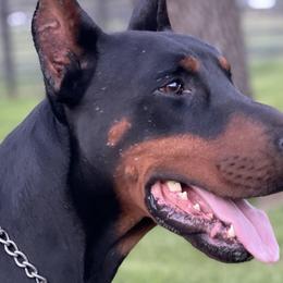 Cash - Doberman Pinscher