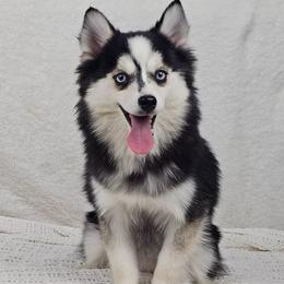 Clover - Pomsky