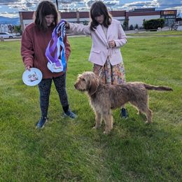 Otterhound All Grown Up from Vonda Rouleau