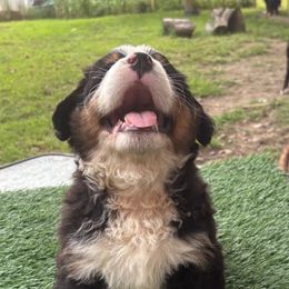 Bernese Mountain Dog Puppies from Emma-Mada's Old Thyme Berners