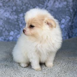 Chihuahua and Pomeranian Puppies from Luxe Paradise House of Chi