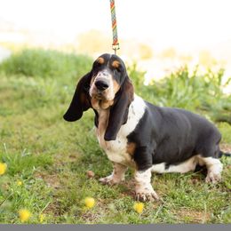 Honey - Basset Hound