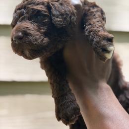 Rhaenys - Brown female Poodle puppy in Atlanta, Georgia from Syren House Doodles & Poodles