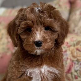 Taffy - Red  female Goldendoodle puppy in Beckley, West Virginia from By Design Doodles