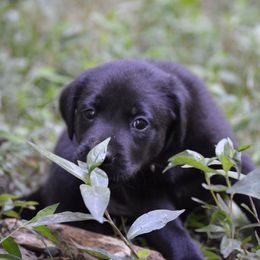Labrador Retriever Puppies from Gray Light Kennels