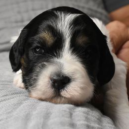 Australian Labradoodle Puppies from Frosty Hill Australian Labradoodles