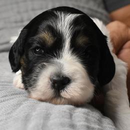 Australian Labradoodle Puppies from Frosty Hill Australian Labradoodles