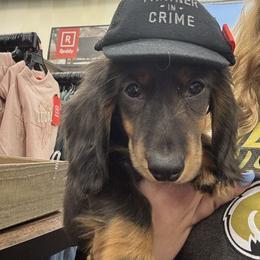 Dachshund Puppies from EntityDachs