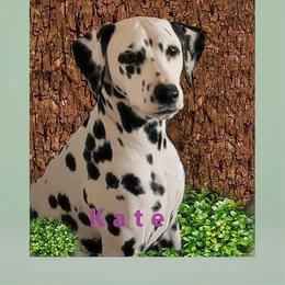 Kate - Dalmatian